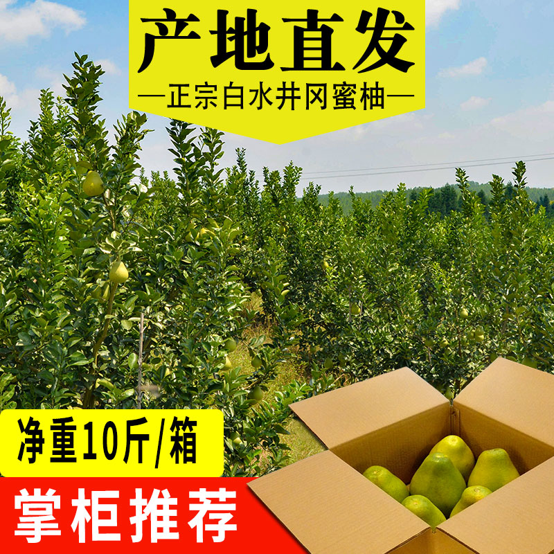 白水井冈蜜柚江西吉安吉水特产新鲜水果产地柚子
