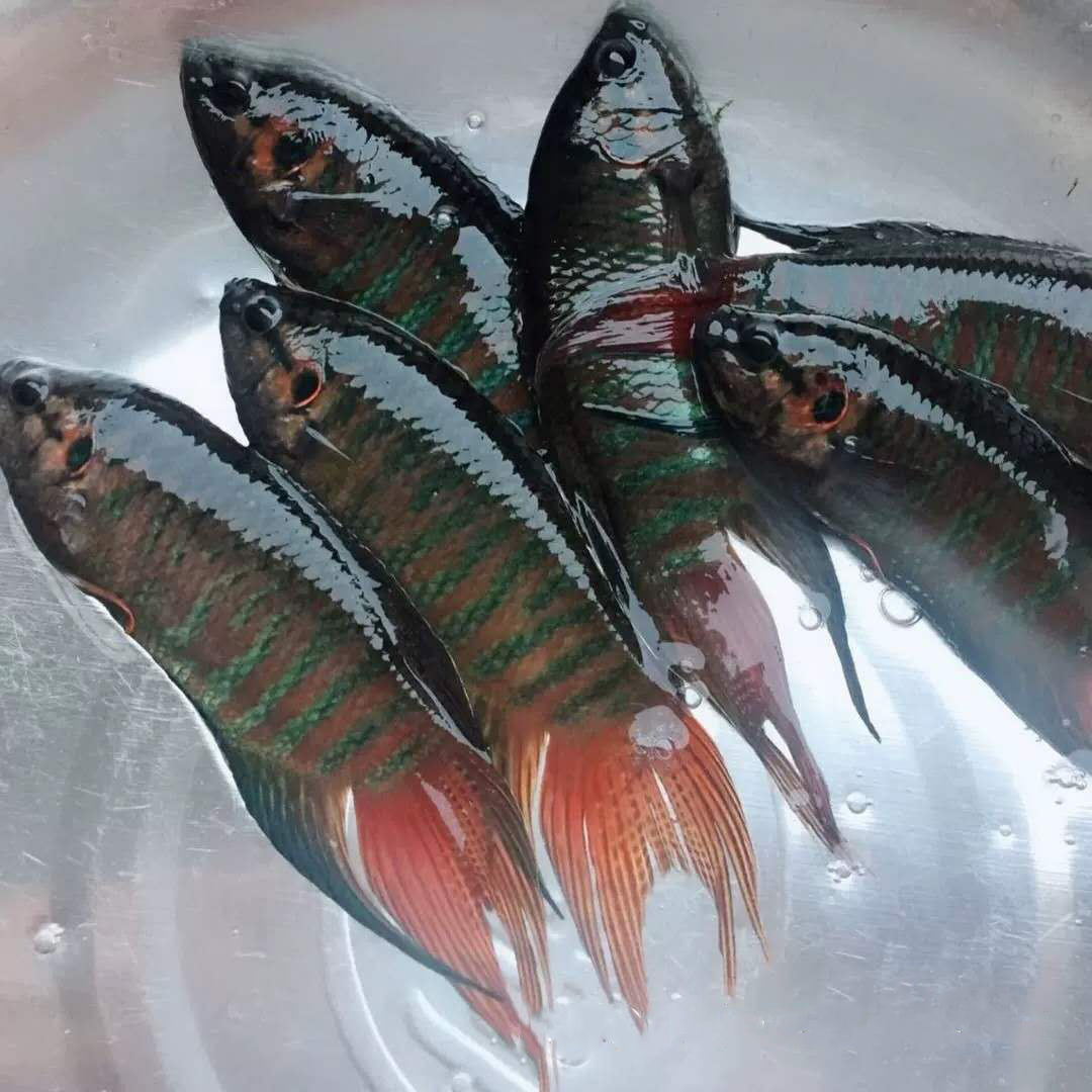 中国斗鱼普叉野生菩萨鱼盘丝花手巾旁皮婆淡鱼