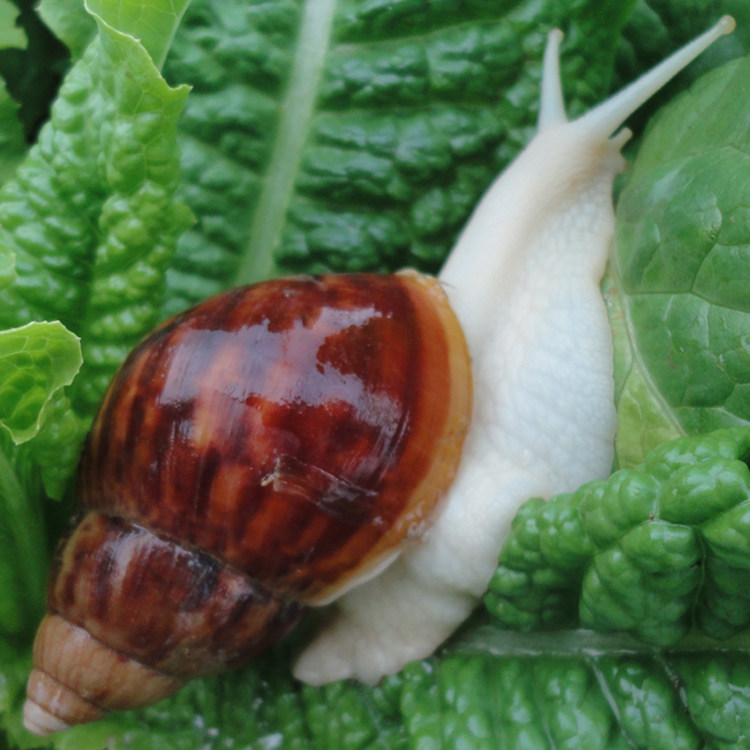 蜗牛白玉活体宠物幼儿学生教学专用套装观赏螺