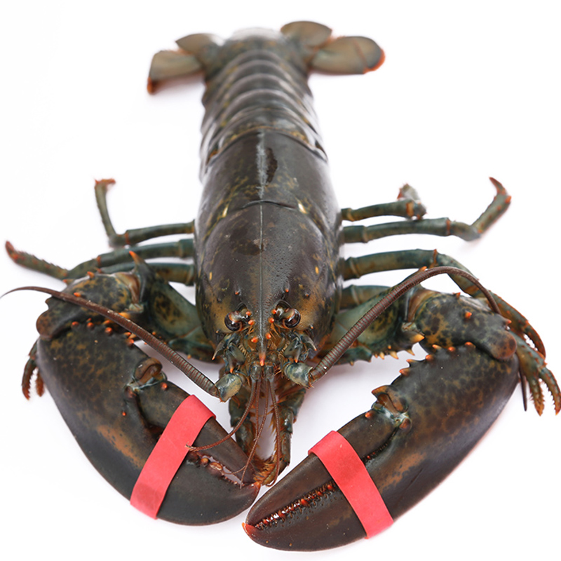 波士顿龙虾鲜活大龙虾 特大10斤波斯顿澳洲海鲜水产3斤包邮