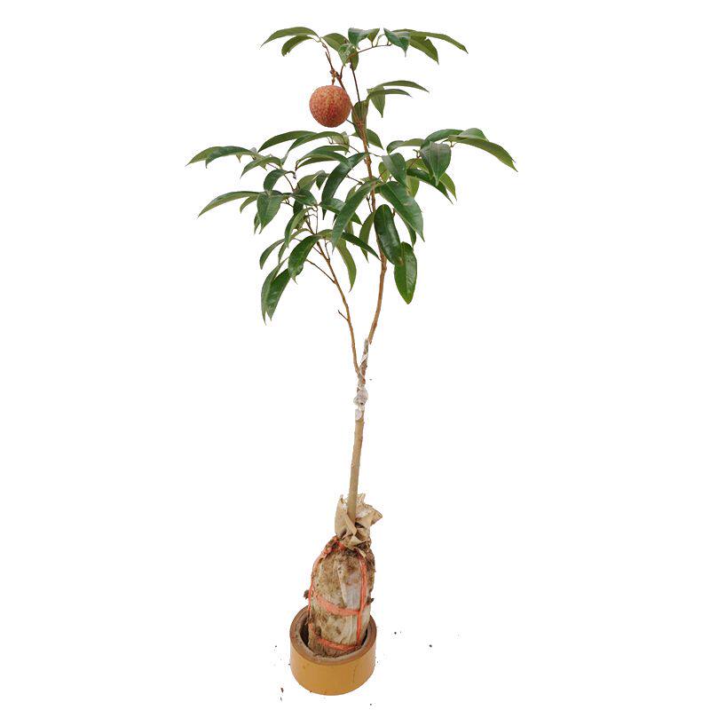 荔枝苗仙进奉桂味妃子笑鸡嘴荔海南无核荔枝树嫁接盆栽果树苗带泥