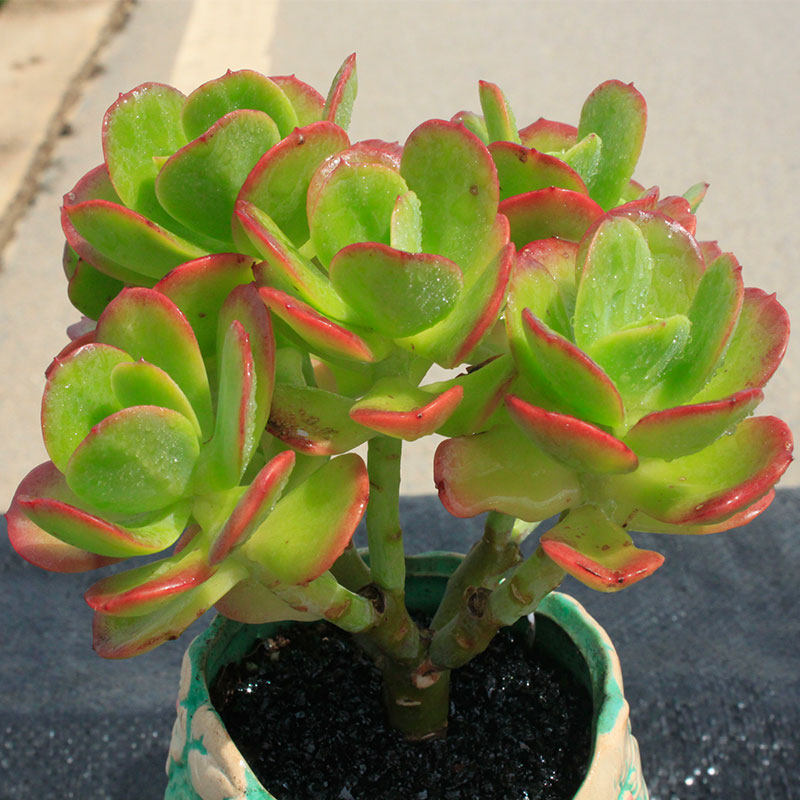 红梅群生老桩 一物一拍 高端多肉植物 创意趣味肉肉盆栽豪豪多肉