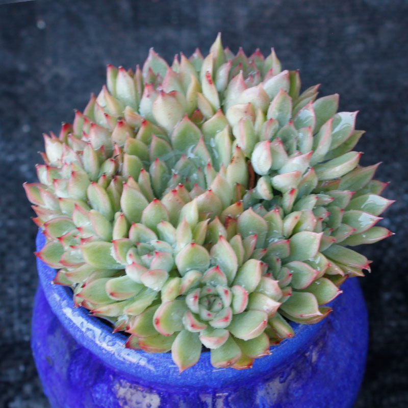 植物女雏群生小盆盆栽多肉室内花卉盆景享有多肉植物