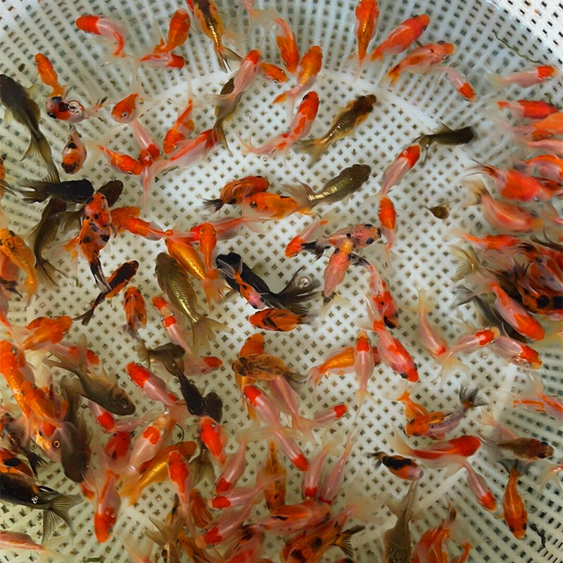 2021年家庭渔场观赏鱼兰寿狮子头顶泰狮子金鱼幼苗鱼