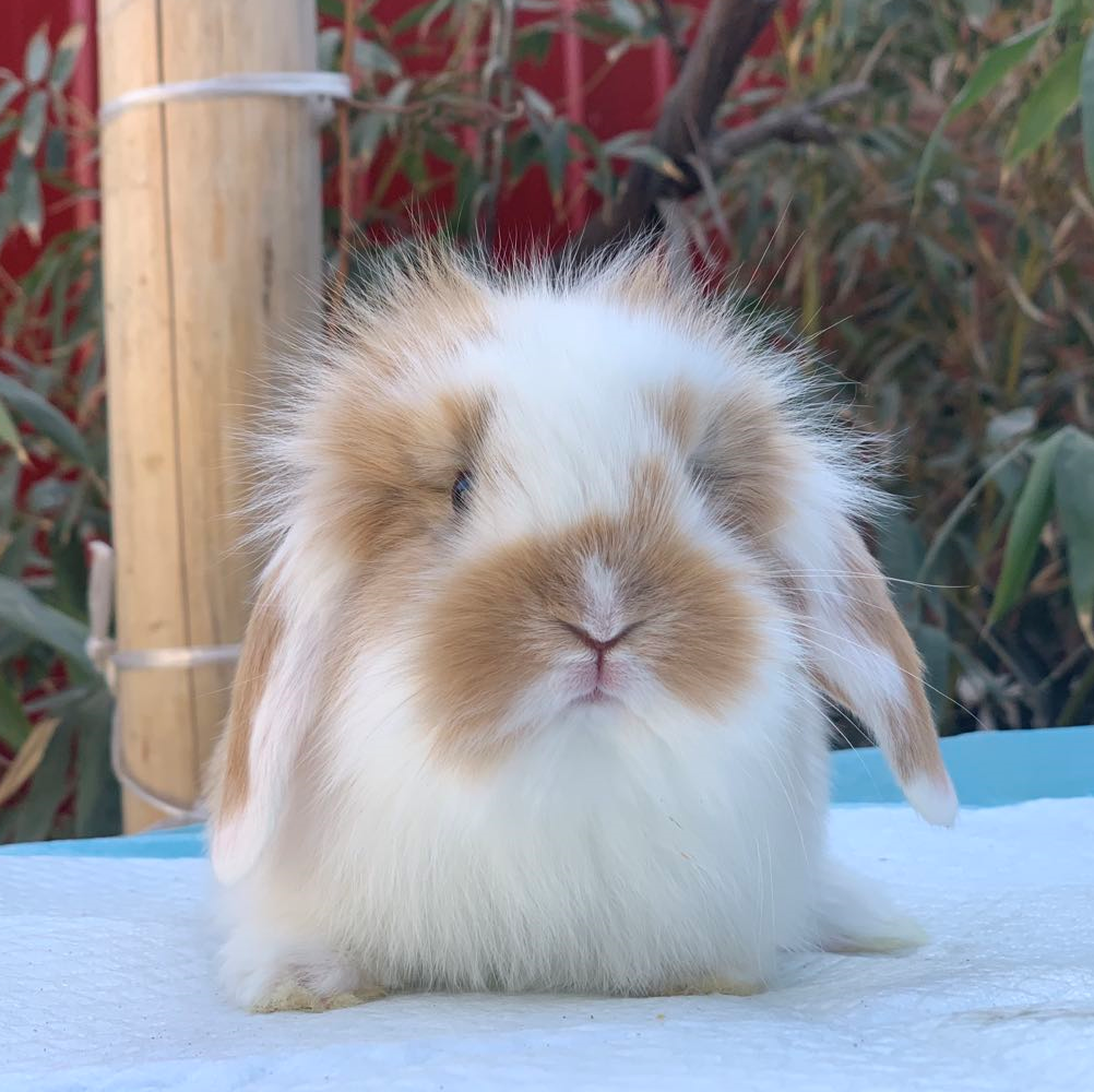 宠物兔活物荷兰长毛垂耳兔侏儒小型迷你茶杯白兔盖脸猫猫活体好养