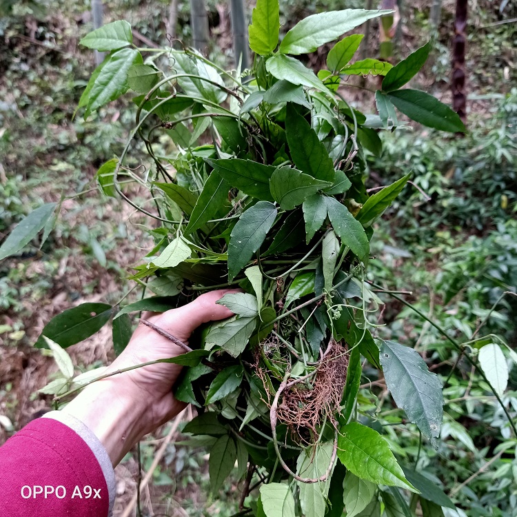 深山中草药新鲜三叶青藤500g现采金线葫芦爬藤其他药食同源食品