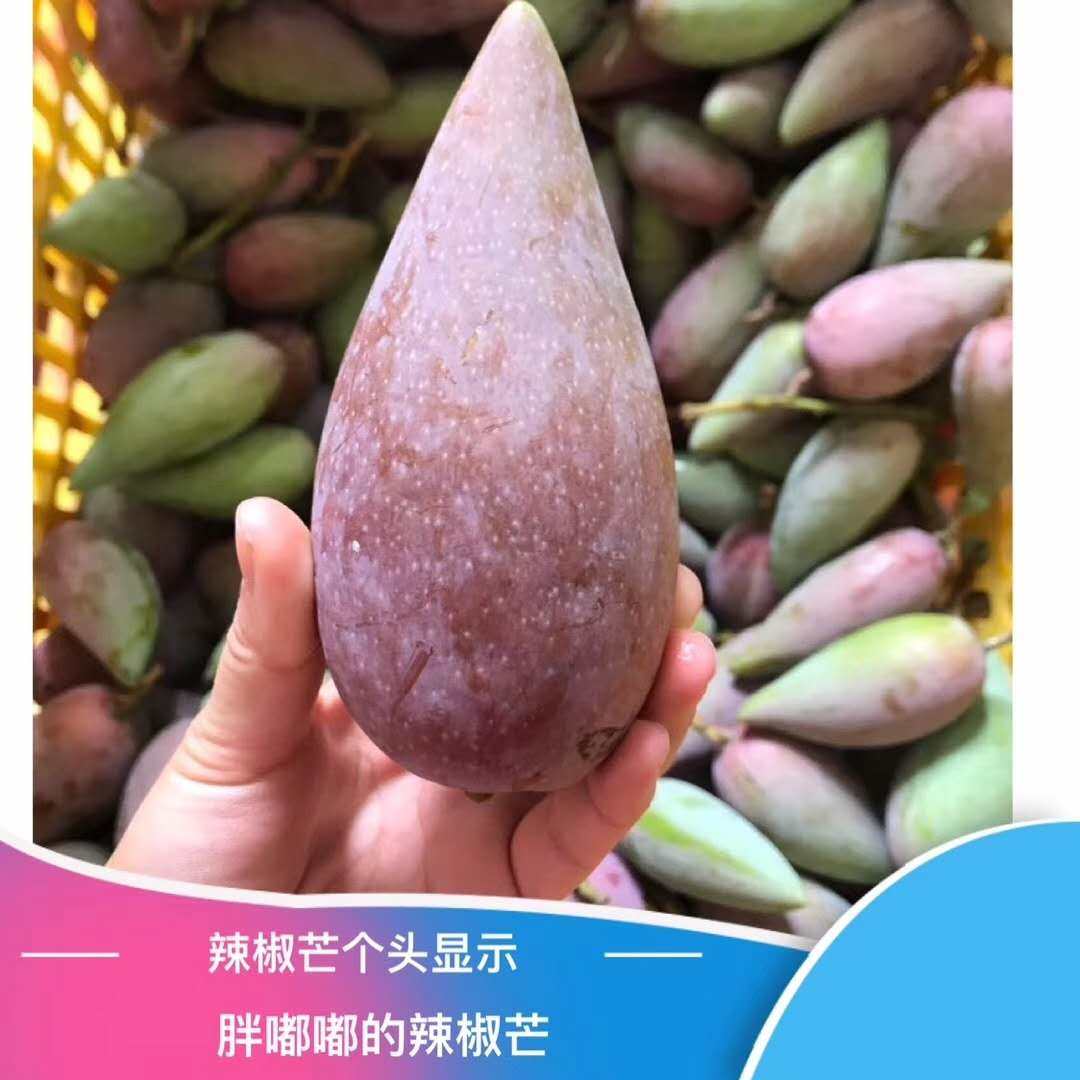 现货海南辣椒芒果树上净重5斤新鲜手指牙签芒果