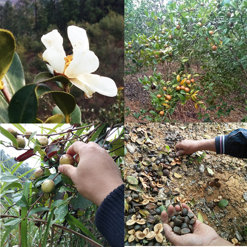 贵州500g茶籽粉纯茶枯饼细粉茶麸茶洗发洗头家用厨房洗碗粉籽麸粉