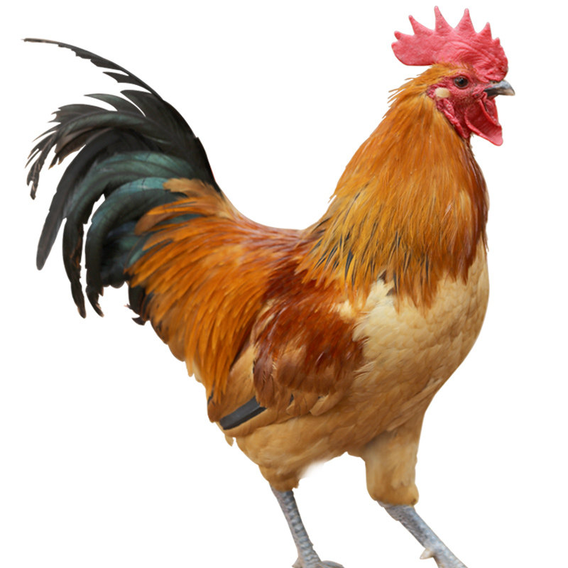 2只土公鸡毛重10净重8土鸡大公鸡农村散养笨鸡草鸡新鲜鸡肉