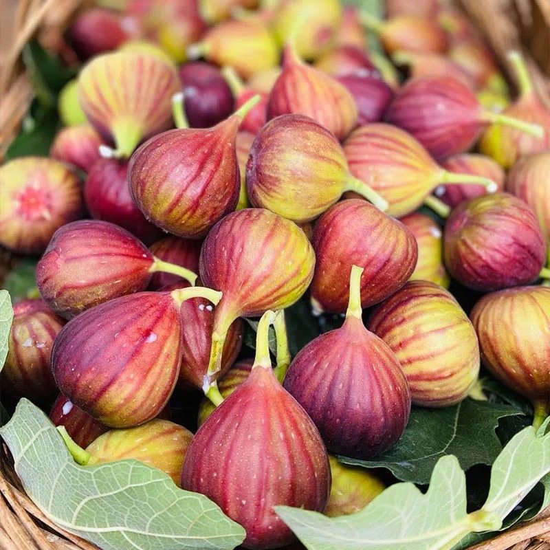 无花果新鲜现摘现发云南紫皮大果应当当季孕妇无花果
