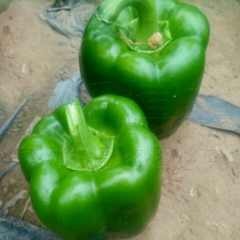 高产甜椒种子苗子转基因圆椒青椒太空椒阳台盆栽家庭园艺种子