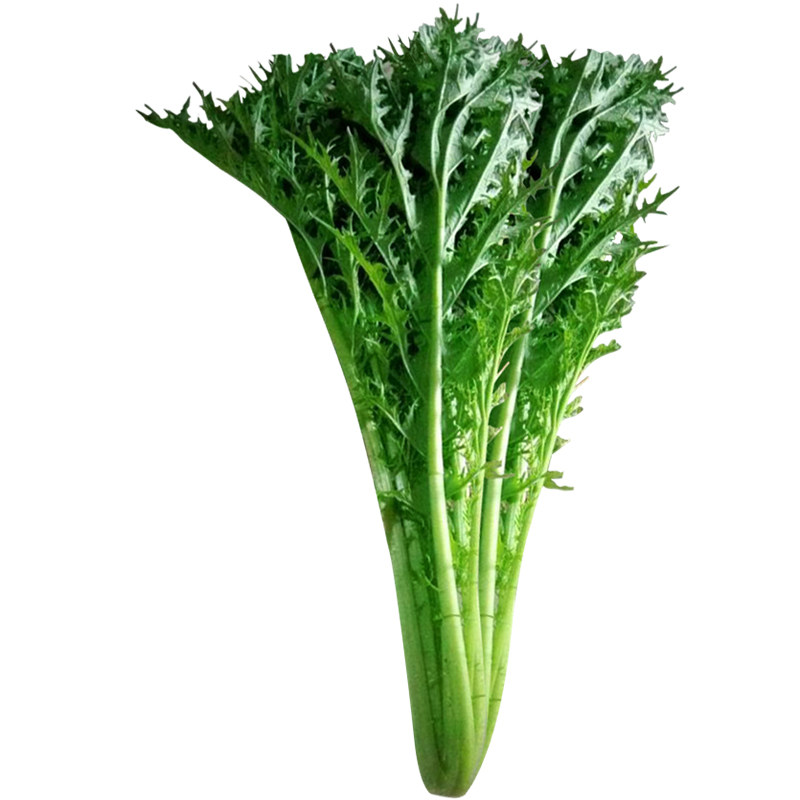 雪里红蕻菜种籽秋冬季雪菜芥菜菜种孑排庭院蔬菜家庭园艺种子