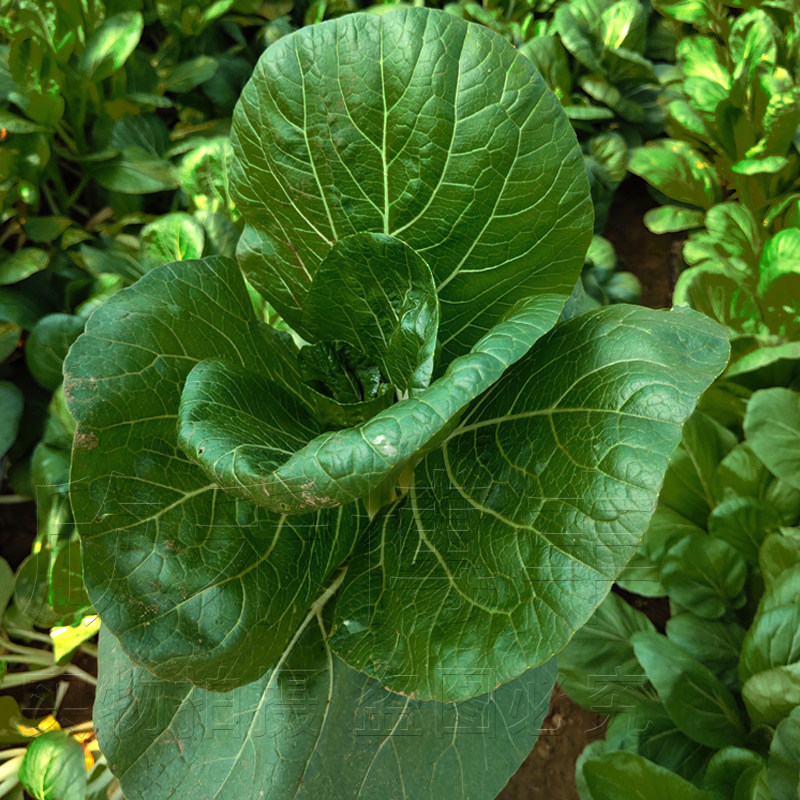 盆栽菜种蔬菜种籽青菜四季青四季阳台菜籽白菜家庭园艺种子