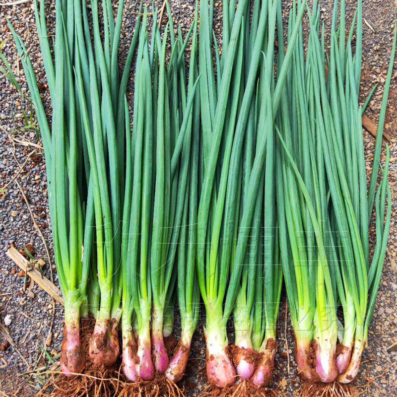 四季苗根种盆栽阳台种孑秋冬季孑春葱头小香红火家庭园艺种子