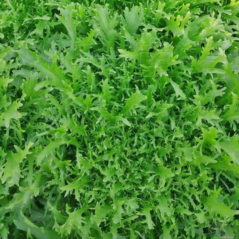 菜种苦苣种籽春秋秋冬季大田苦菊种子阳台盆栽家庭园艺种子