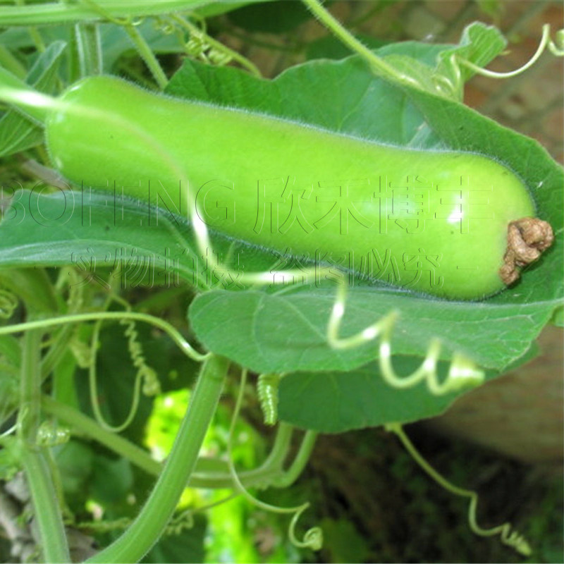 瓠瓜种籽短蒲瓜瓠子瓠瓜种子菜葫芦短棒瓠子瓜种四季春季蔬菜种孑