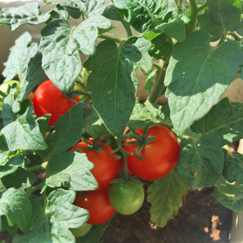 矮生红樱桃番茄种子圣女果春季秋季种籽四季阳台家庭园艺种子