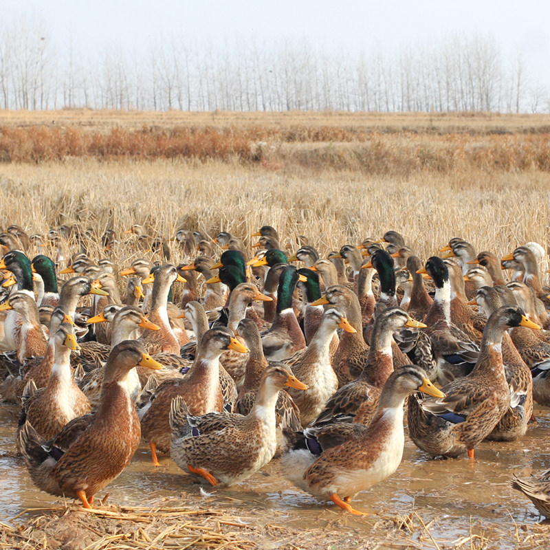 老鸭2年老鸭子整只农家散养麻鸭新鲜鸭子肉老水鸭现杀现发