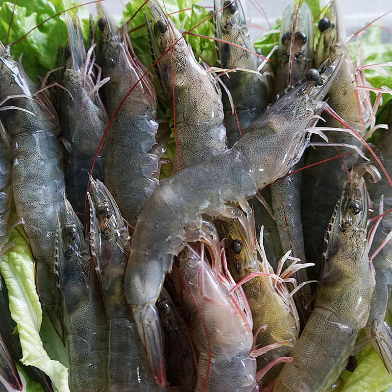 青岛新鲜活虾速冻野生海捕大对虾海虾青虾深海30大虾包空运 - 青岛