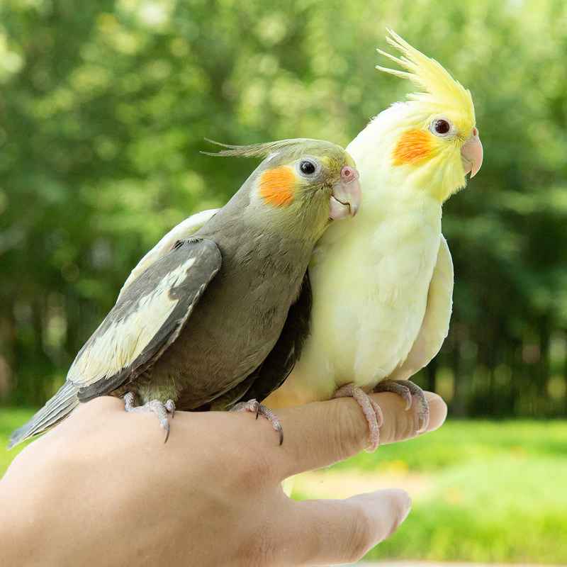 鹦鹉玄凤活体学说说话雏幼鸟笼大中型手养黄化鸟