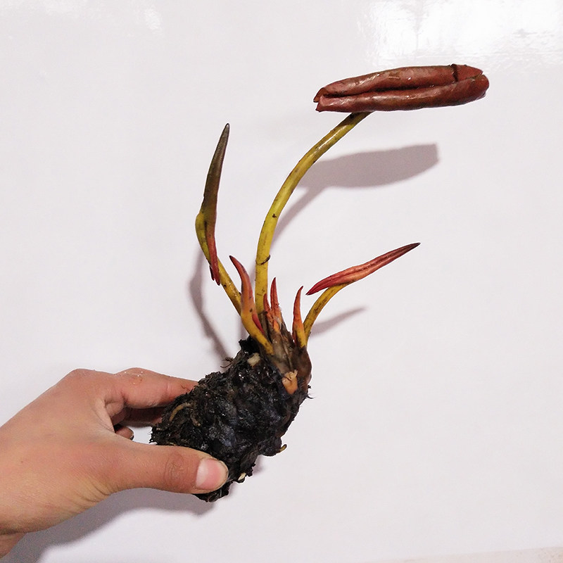 带芽大睡莲种根荷花莲花睡莲根块根茎水生植物湿地池塘睡莲花卉