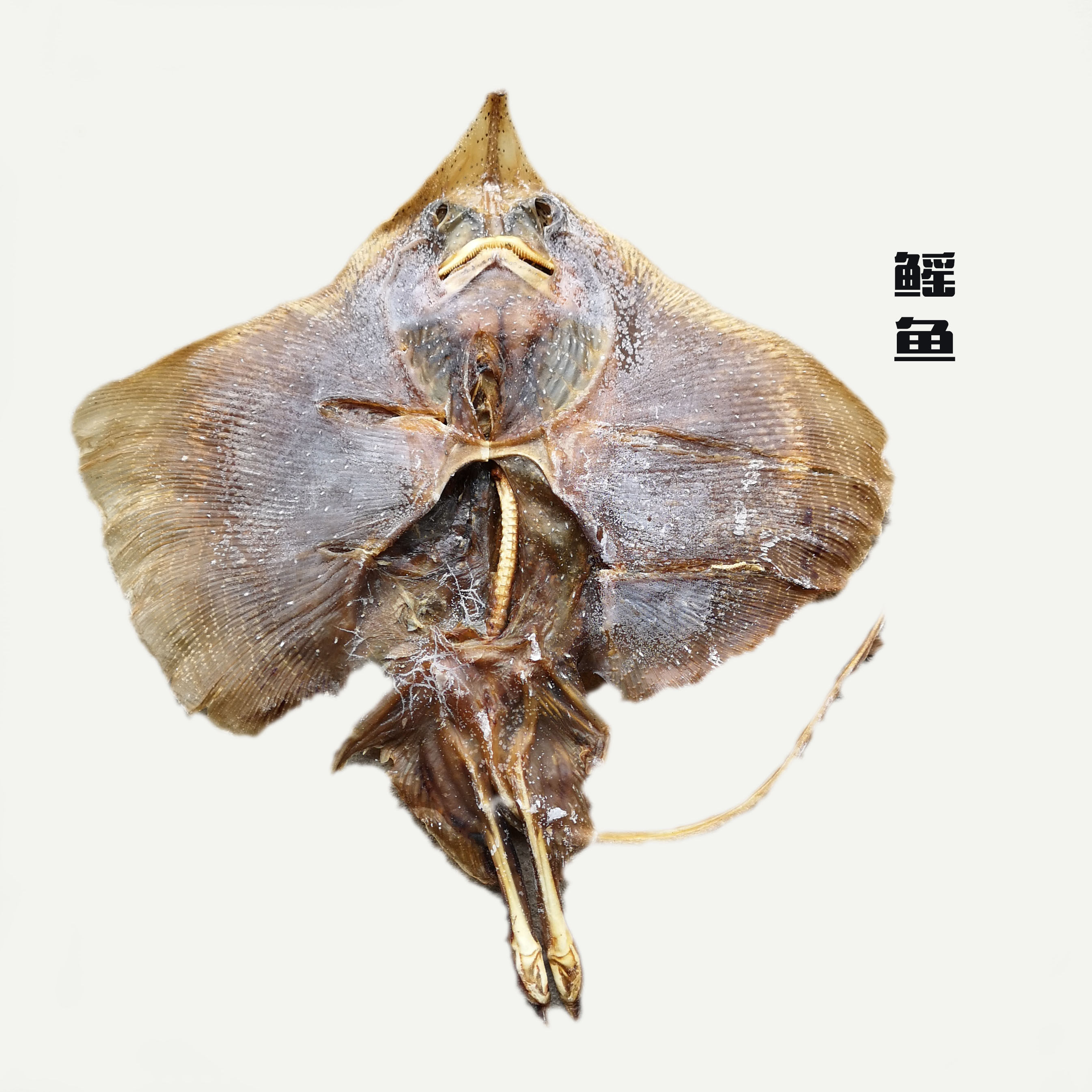 皮鱼老板鱼干孔鳐鱼夫鱼魔鬼鱼鲽鱼淡晒瑶海鲜鱼干