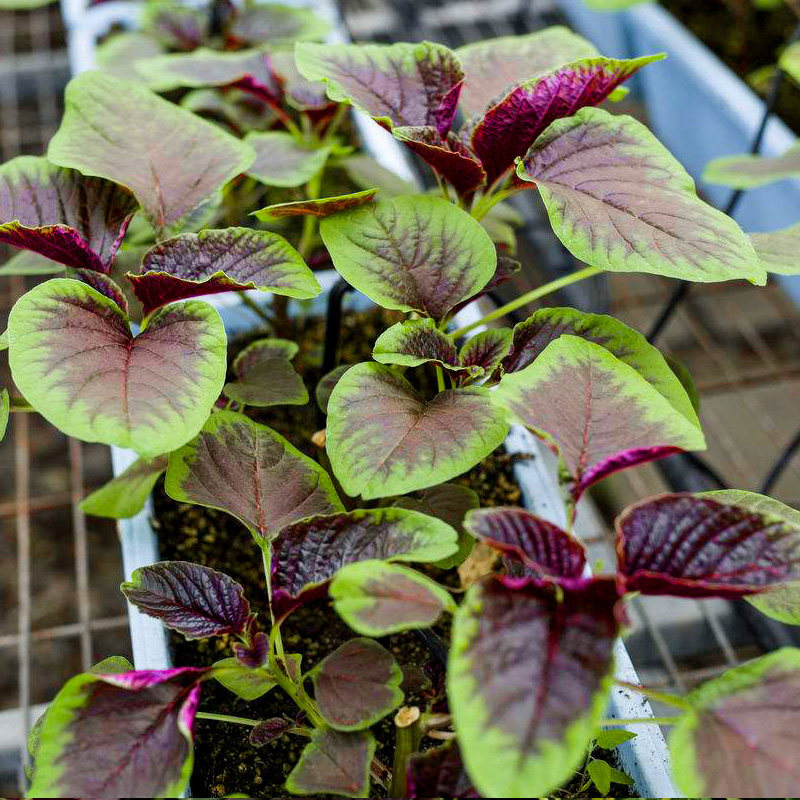 种子花红圆叶苋菜野菜春秋四季盆栽阳台家庭家庭园艺种子