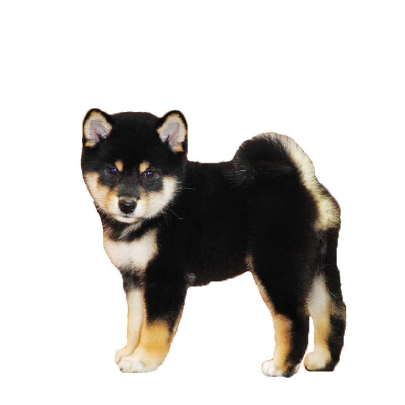 纯种财犬赛级cku小型豆柴小体活体日本包子狗狗