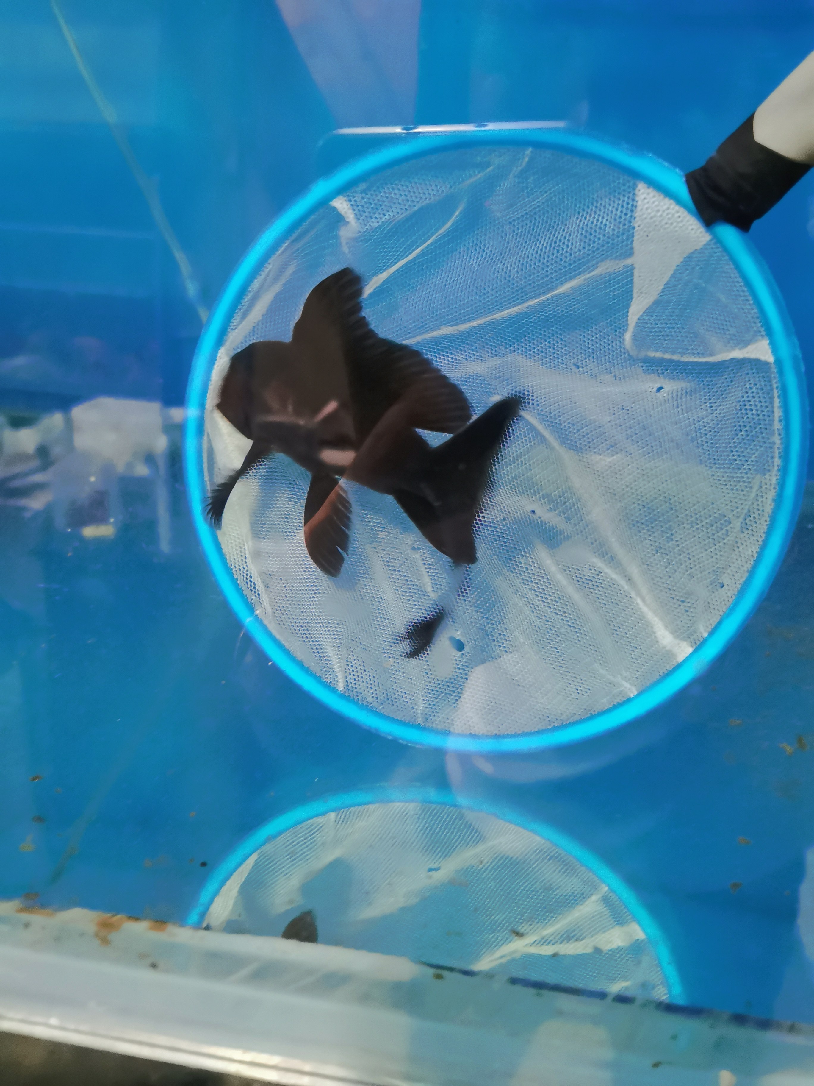 活体彗星草金观赏鱼锦鲤鲤鱼蝴蝶配鱼冷水鱼好养包鱼