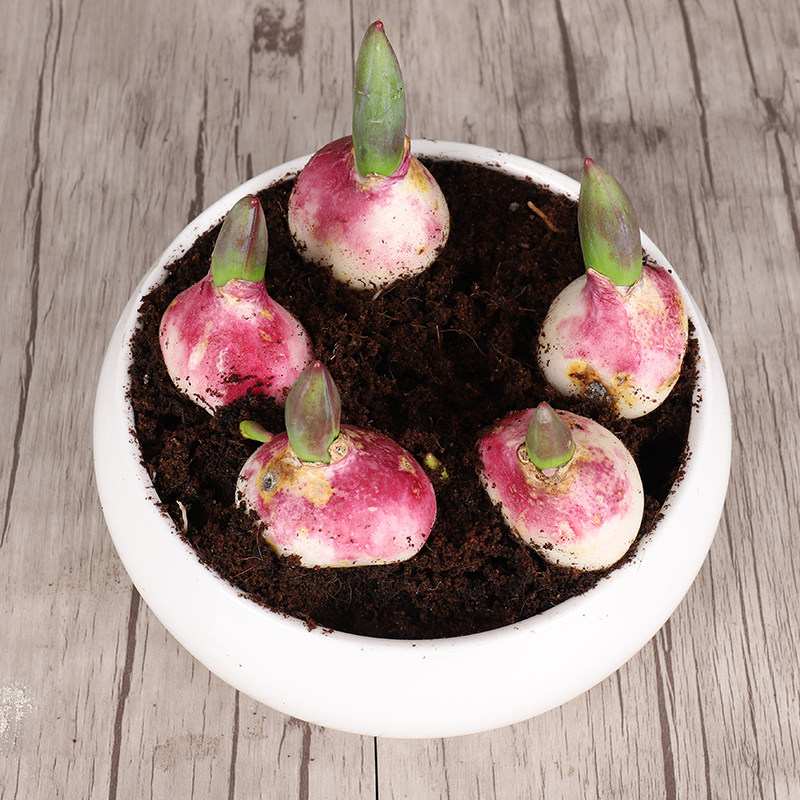 郁金香冬季耐寒种球室内外植物花苗水土种子庭院种球