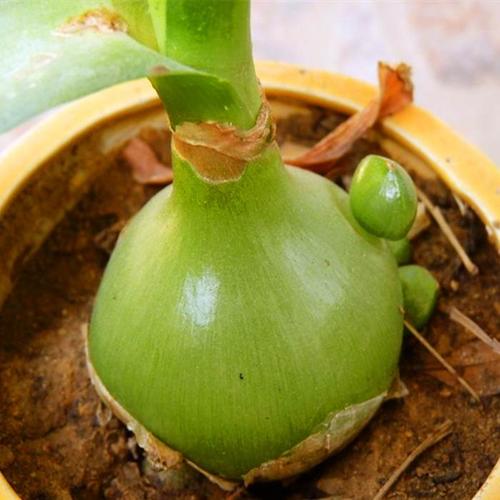 虎眼万年青盆栽药用食用种球杜宾虎植物寒山奇旱种球