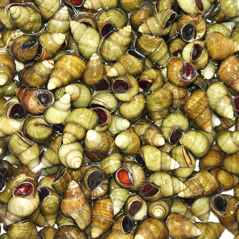 螺蛳田螺四斤大个清水新鲜鲜活活的活体石螺泥螺