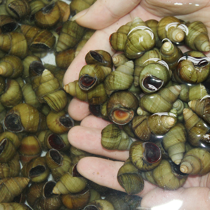 螺蛳田螺四斤大个清水新鲜鲜活活的活体石螺泥螺