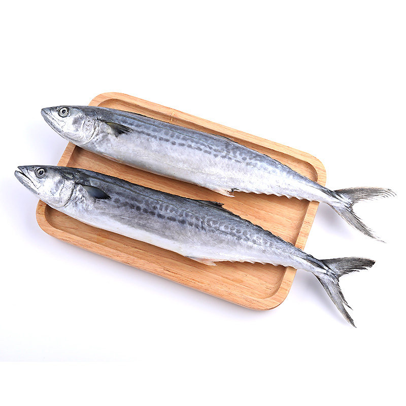 鲅鱼4斤海捕马鲛鱼青花鱼海鲜水产鲜活生鲜海鱼鲅鱼饺子食材