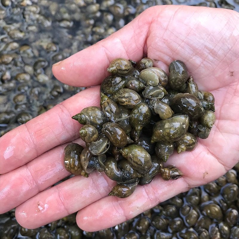 小乌龟活体饲料壳薄地图螺原生冷水