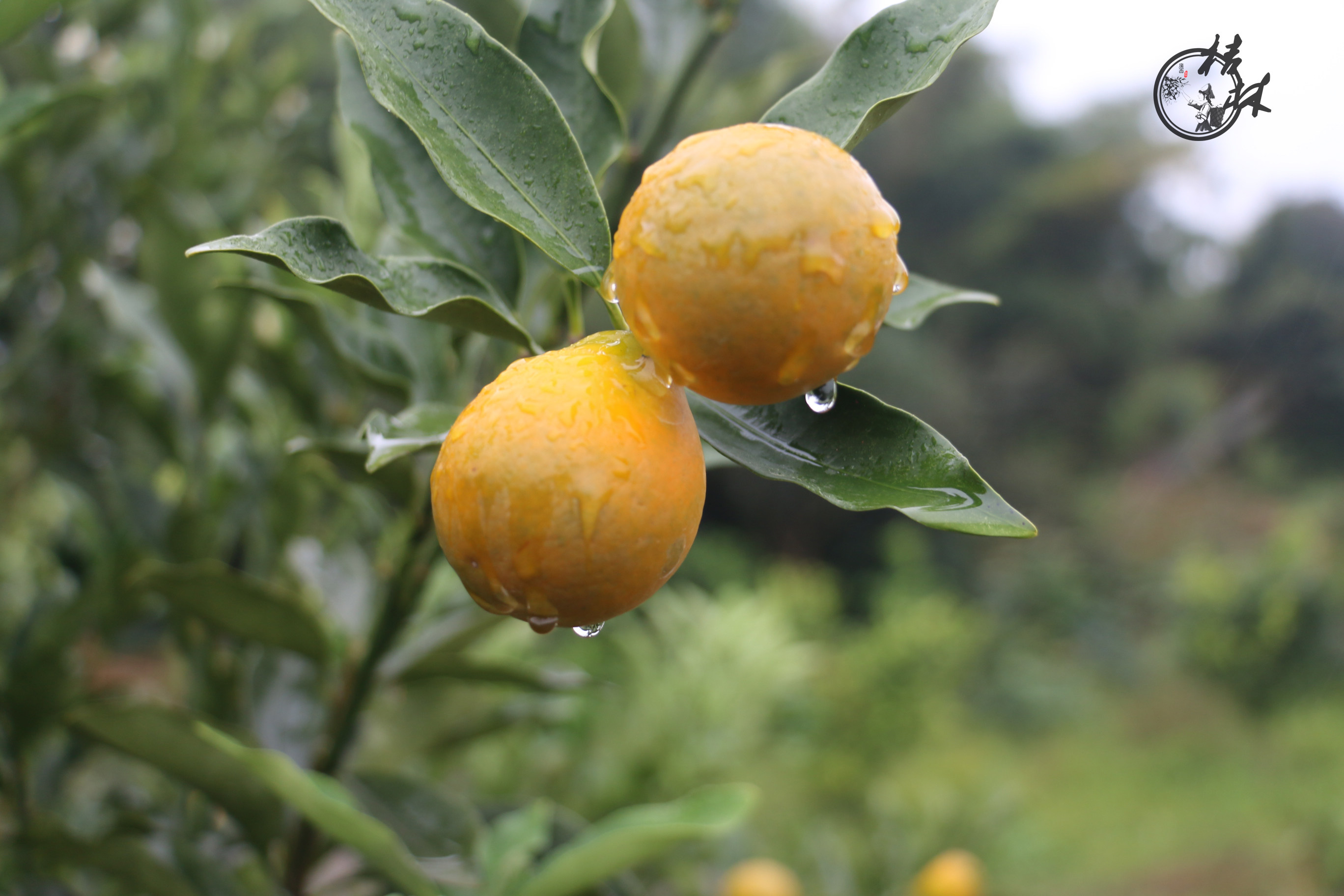 广西正宗融安滑皮金桔 新鲜果现摘现发 5斤装小桔子水果