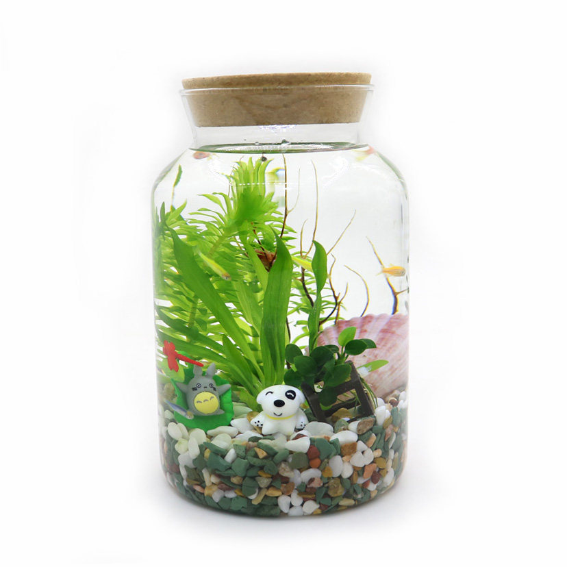 创意生态瓶小型桌面鱼缸观赏鱼虾螺微景观精致真水草造景diy礼物