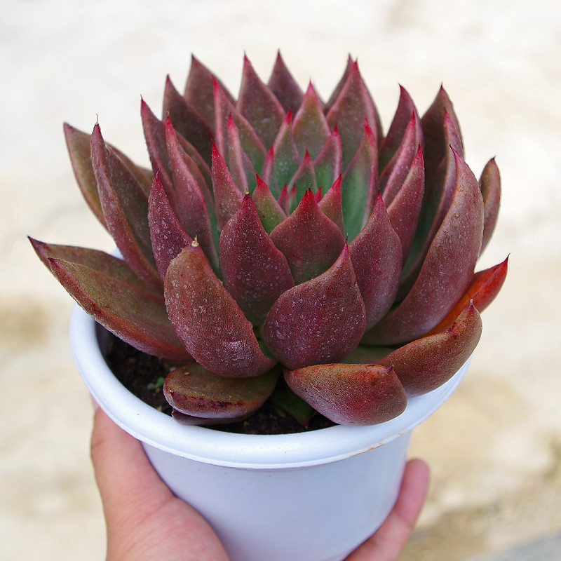 多肉植物大盆胜者骑兵可爱室内阳台花卉甲醛多肉植物