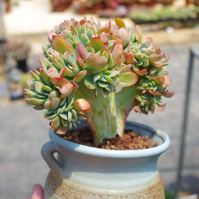 精品多肉植物金凤凰缀化室内阳台花卉防辐射绿植多肉植物