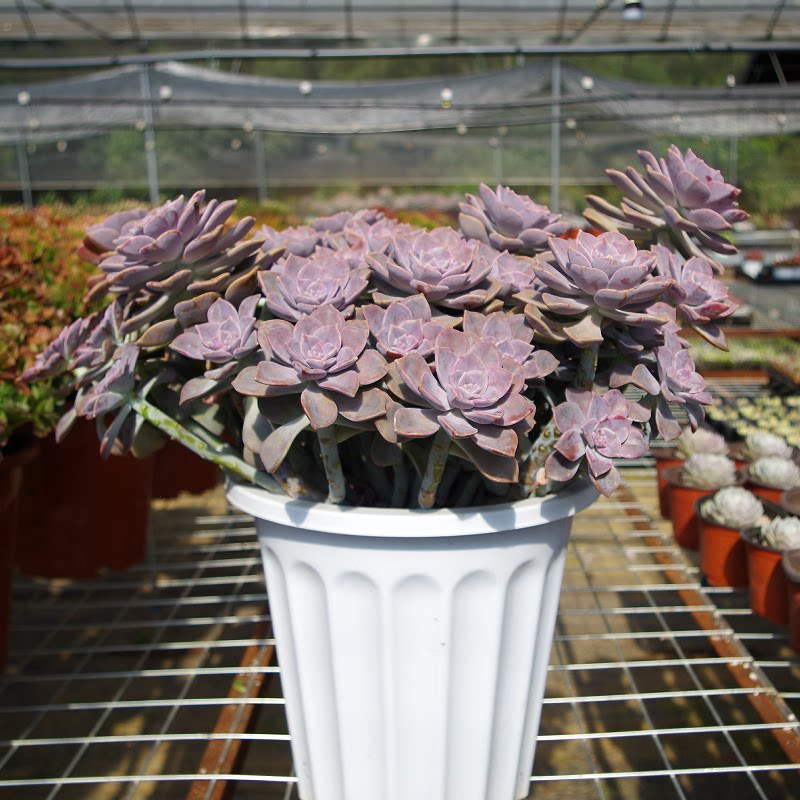 云南南大颗多植物巨型特大紫乐年老桩含盆带土多肉植物