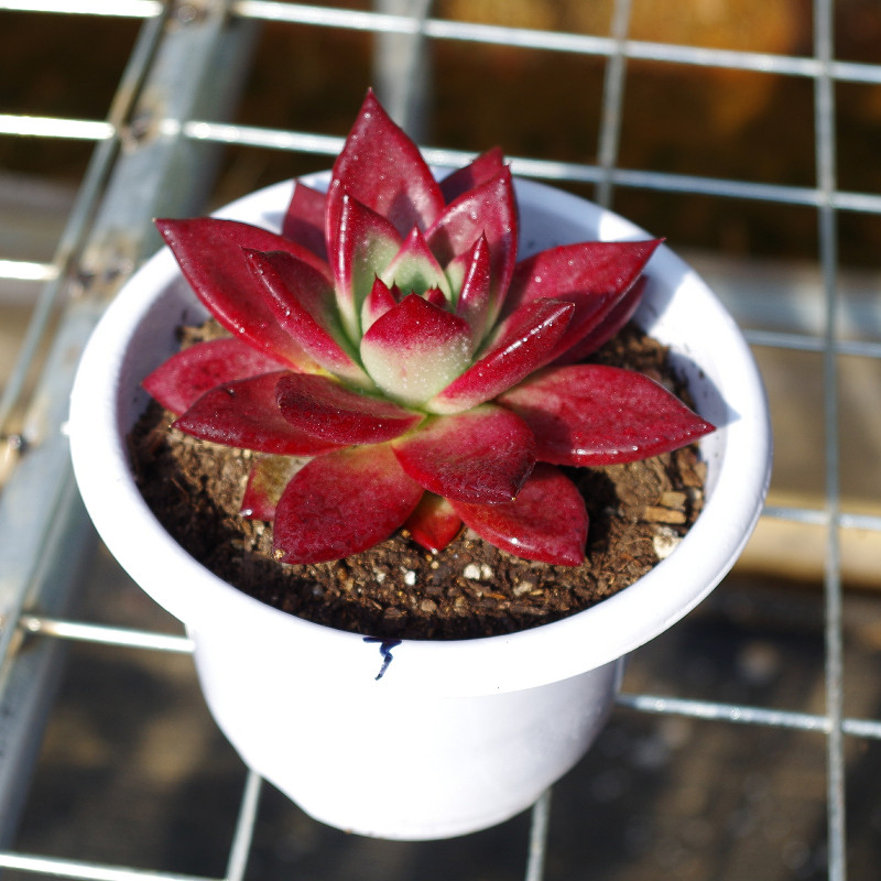 精品多肉植物卡宴罗宾稀有品种室内多肉植物