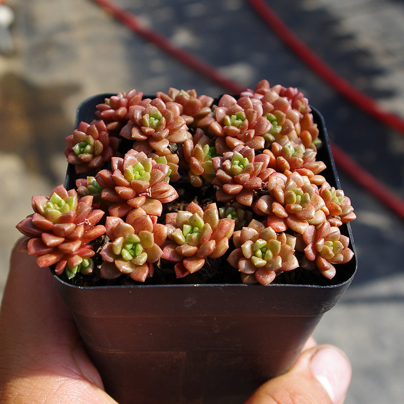 多肉小玉群生盆栽花卉绿植稀有室内净化空气植物多肉植物