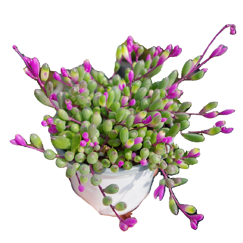 大颗彩色叶紫玄月多肉植物稀有品种吊兰药锦多肉植物