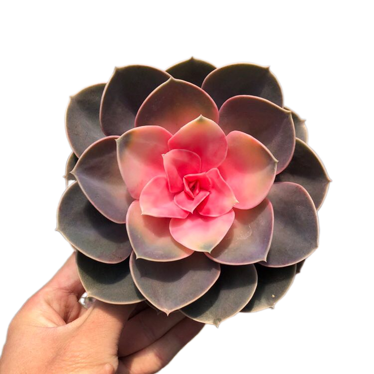 红心莲药锦多植物大盆稀有品种室内阳台花卉多肉植物