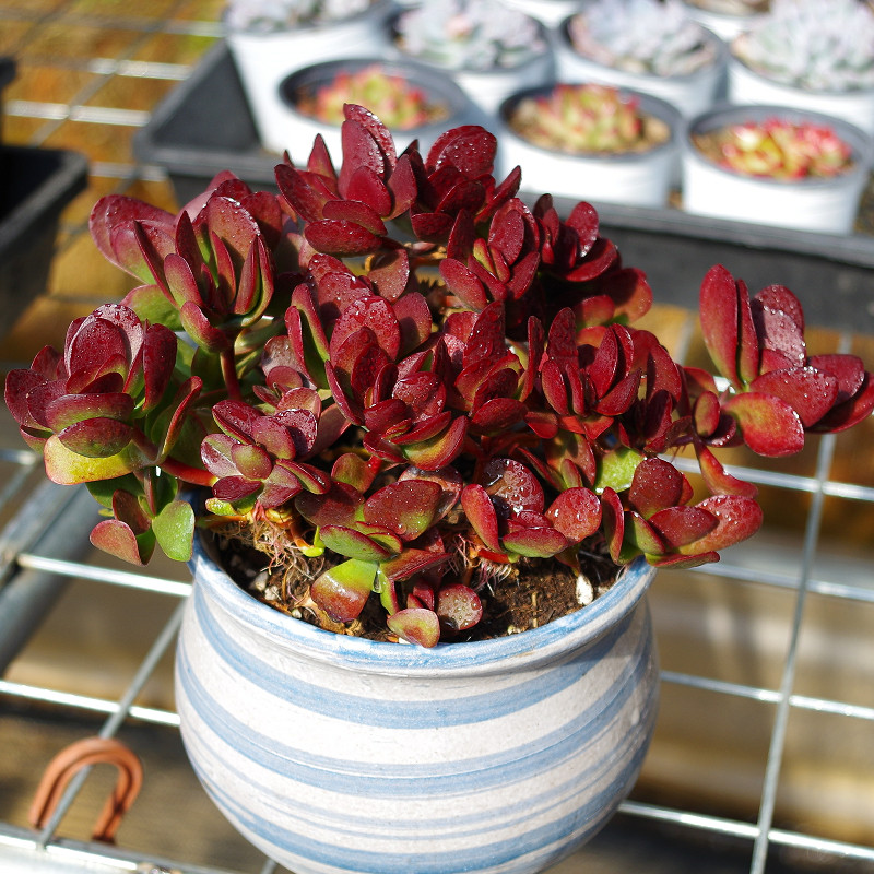 精品品红色多肉植物紫蝶大盆稀有品种室内阳台多肉植物