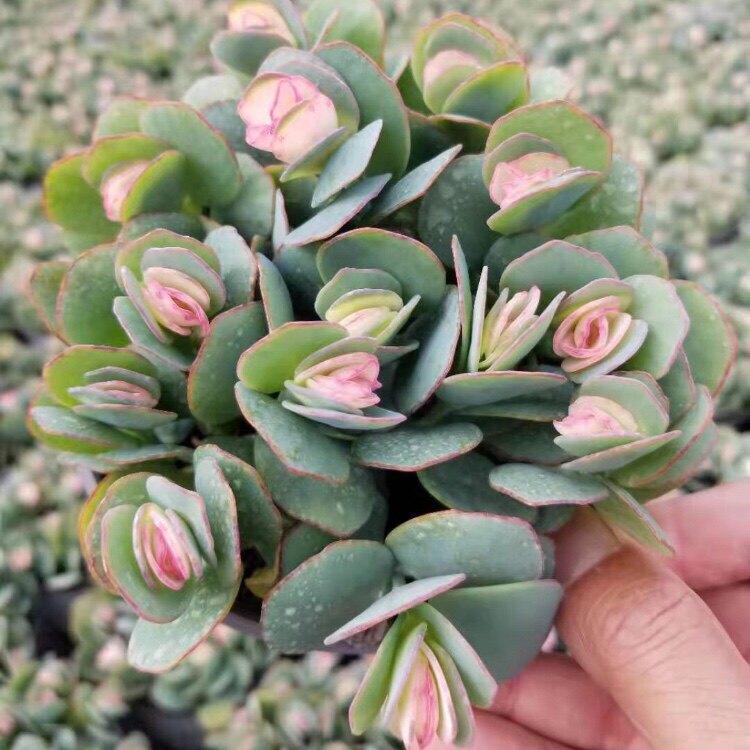 重扇花卉阳台室内植物锦多货药有小稀有贝壳多肉植物