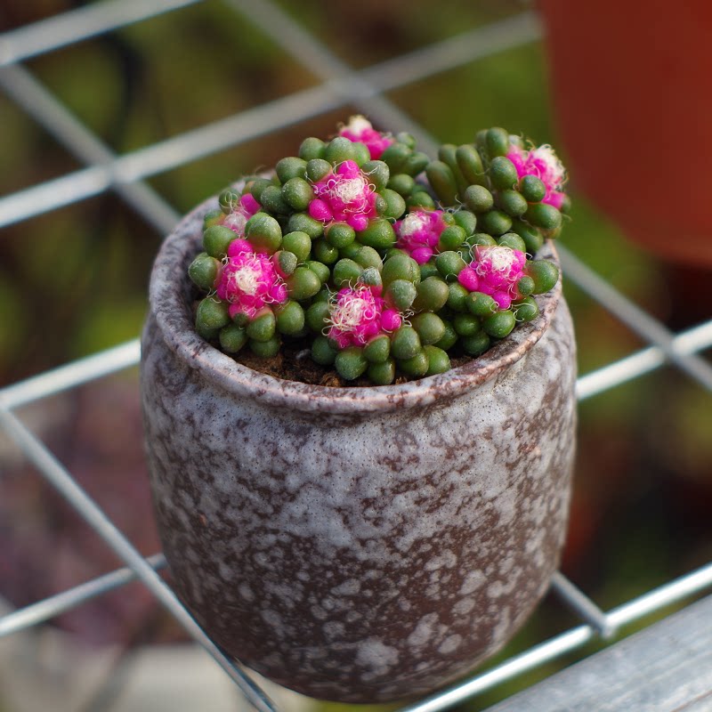 新款彩色茶笠稀有药锦多肉植物盆栽室内阳台多肉植物