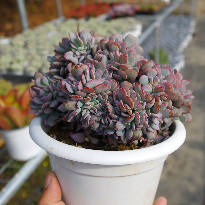 冰灿缀化多肉植物老桩超大稀有有品室内阳台多肉植物