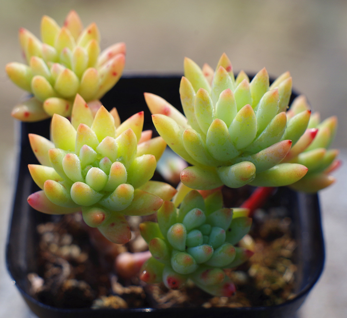 树冰多肉植物春季单头秋季卧室阳台多肉植物