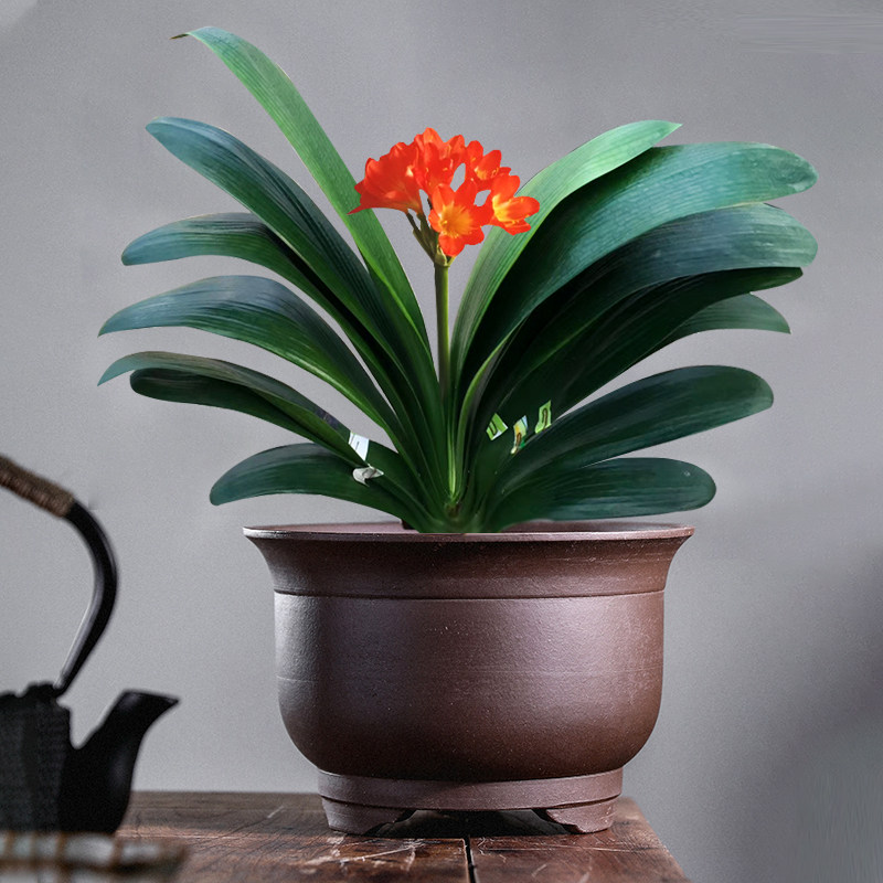 君子兰盆栽精品宽叶圆尚彩兰苗五年大苗花苞当年时令草本花卉